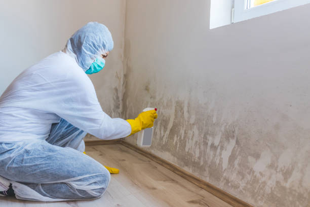 Licensed Mold Testing service in Broomfield, CO - WQB Mold Removal